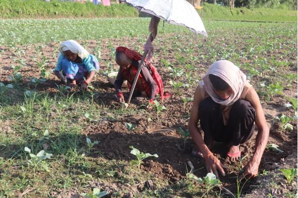 आम्दानीको मुख्य स्रोत तरकारी खेती !